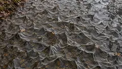 The surface of a leaf-strewn woodland pond stands up in hundreds of sharp little peaks, like stiff plastic film. It is cold, or it is nervous.
