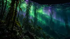 The northern lights hang in green and violet curtains under the water, between the stalks of a kelp forest. The fish have stopped looking up.