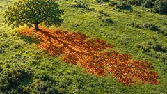 A green oak stands on a green hillside, and its long shadow is made entirely of orange and red fallen leaves. The tree itself is still in denial.