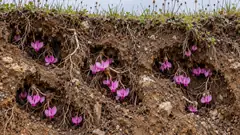 A cutaway of a grassy bank shows pink cyclamen flowering inside the soil, in little hollows among the roots, while the grass above has nothing. The show is downstairs.