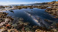 On a rocky shore under a bright blue sky, a gull stands beside a tide pool that reflects a night full of stars and the Milky Way. The pool is on a different clock.