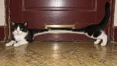 A black-and-white cat lies on a tiled hallway floor, its middle drawn out thin as a hose where it passes through the brass letterbox of a red door. It is halfway through being posted.
