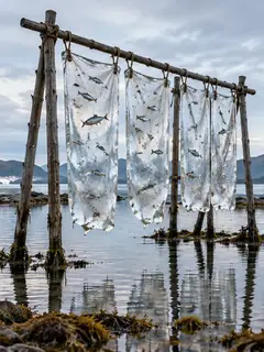 Sheer white sheets hang from driftwood poles over a still lake, each one patterned with little fish.