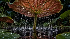 Under a broad red leaf over a dark pond, drops of water lift off the surface and fly up toward the leaf. The rain is being sent back.