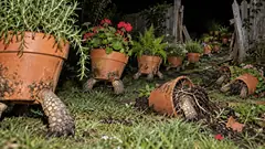 Terracotta plant pots on tortoise legs walk out of a garden at night through a gap in the fence. The geraniums are along for the ride.