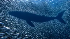 In open blue water, a vast shoal of silver sardines swirls round an empty space in the exact shape of a whale, with no whale in it. They are keeping its place.
