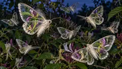 At dusk in a honeysuckle hedge, pale moths fly on wings of clear glass that bend and magnify the flowers behind them. They are very hard to swat.